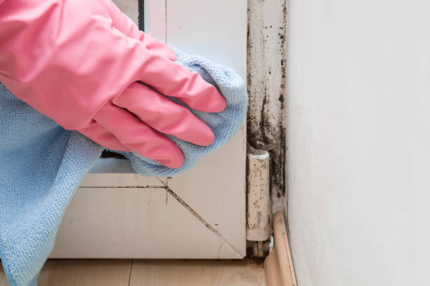 Best Mold Odor Removal Services  in Pleasant Garden, NC